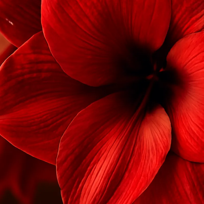 Amaryllis - rot - Bild 2