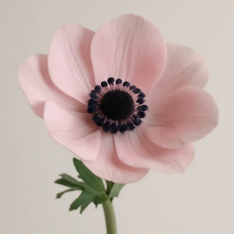 Anemone - rosa