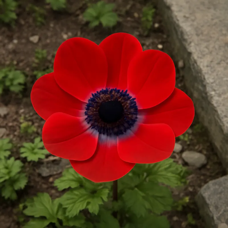 Anemone - rot - Bild 4