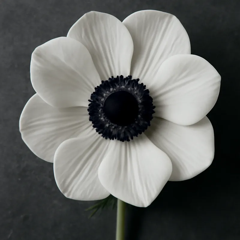Anemone - weiss