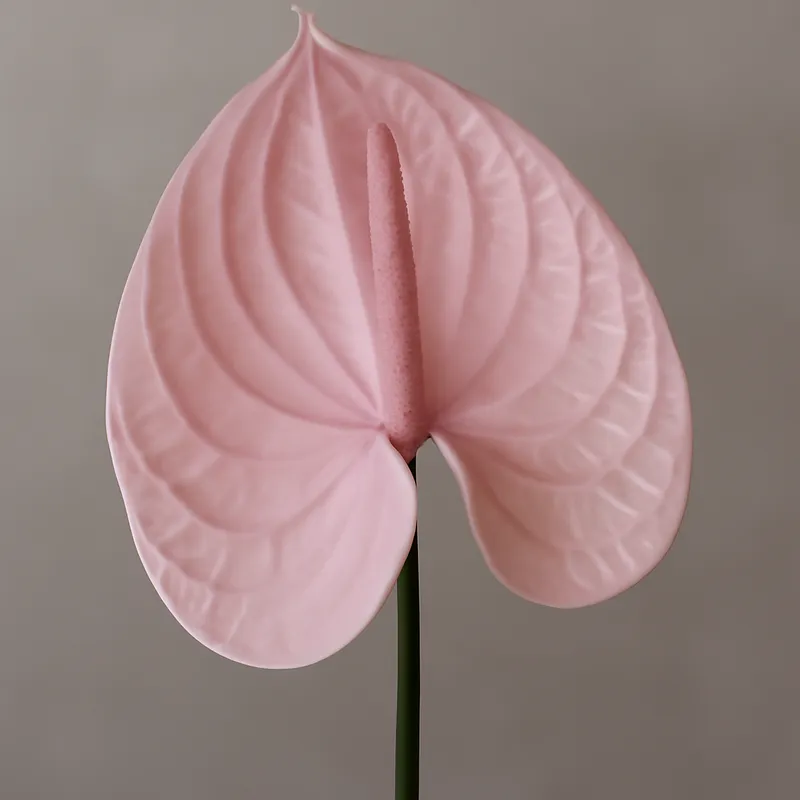 Anthurium (Flamingoblume) - rosa