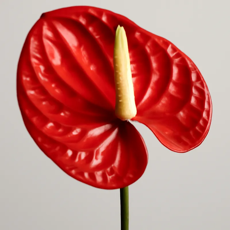 Anthurium (Flamingoblume) - rot