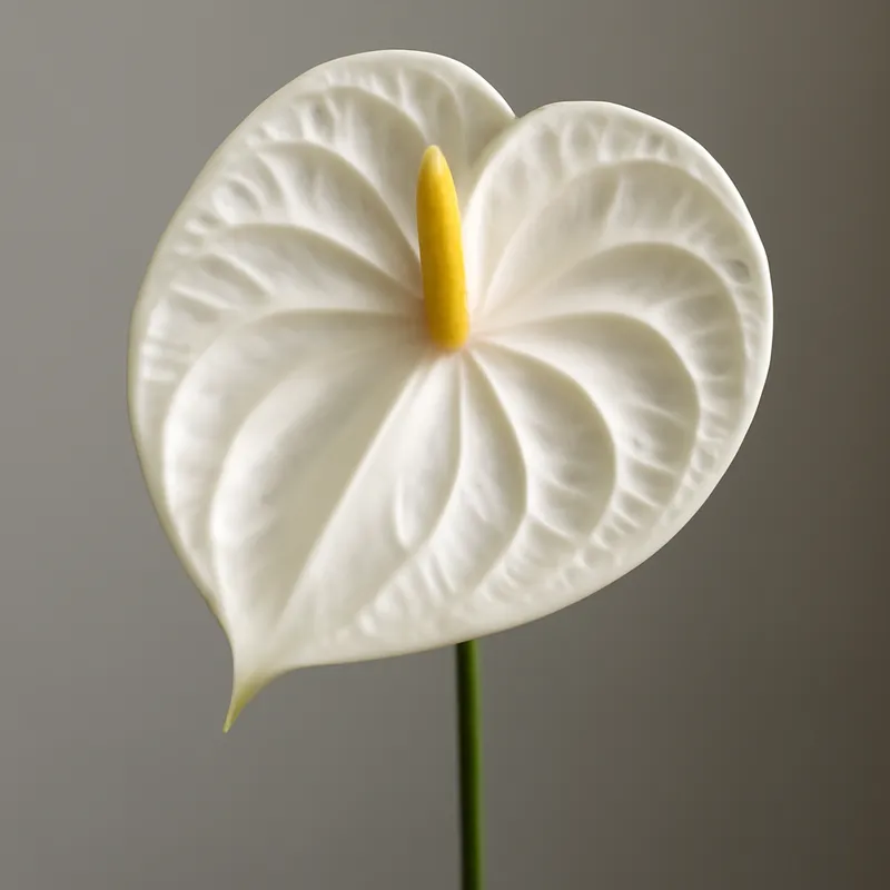 Anthurium (Flamingoblume) - weiss