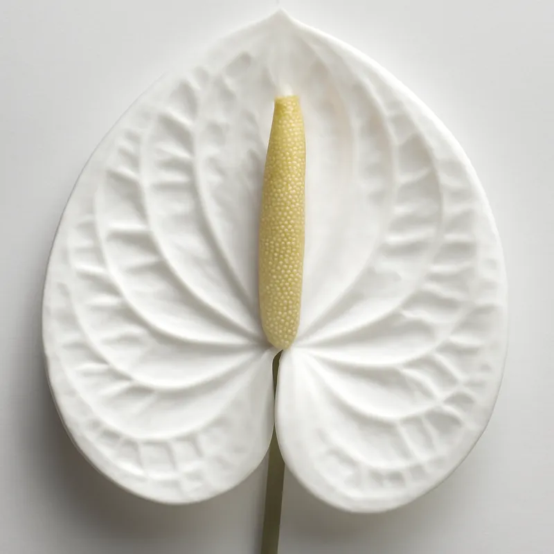 Anthurium (Flamingoblume) - weiss - Bild 2