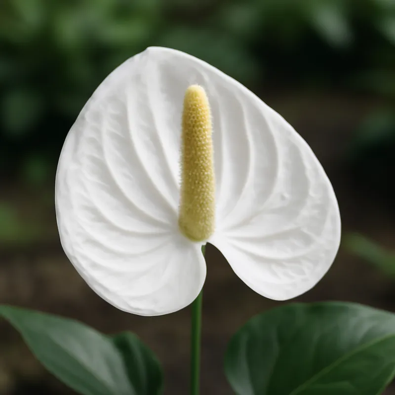 Anthurium (Flamingoblume) - weiss - Bild 4