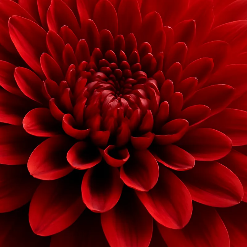 Aster - rot - Bild 2