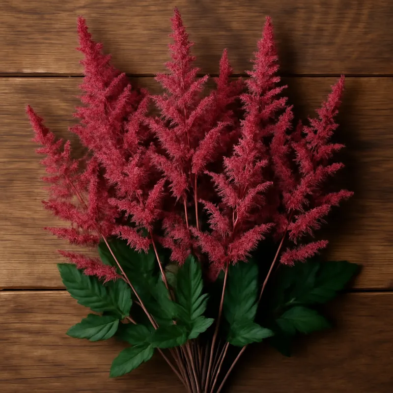 Astilbe - klassisch - Bild 3
