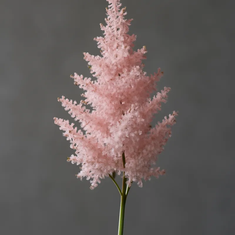 Astilbe - rosa
