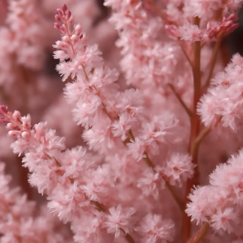 Astilbe - rosa - Bild 2