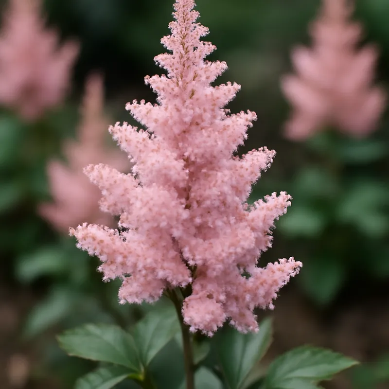 Astilbe - rosa - Bild 4