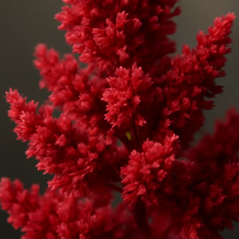 Astilbe - rot - Bild 2