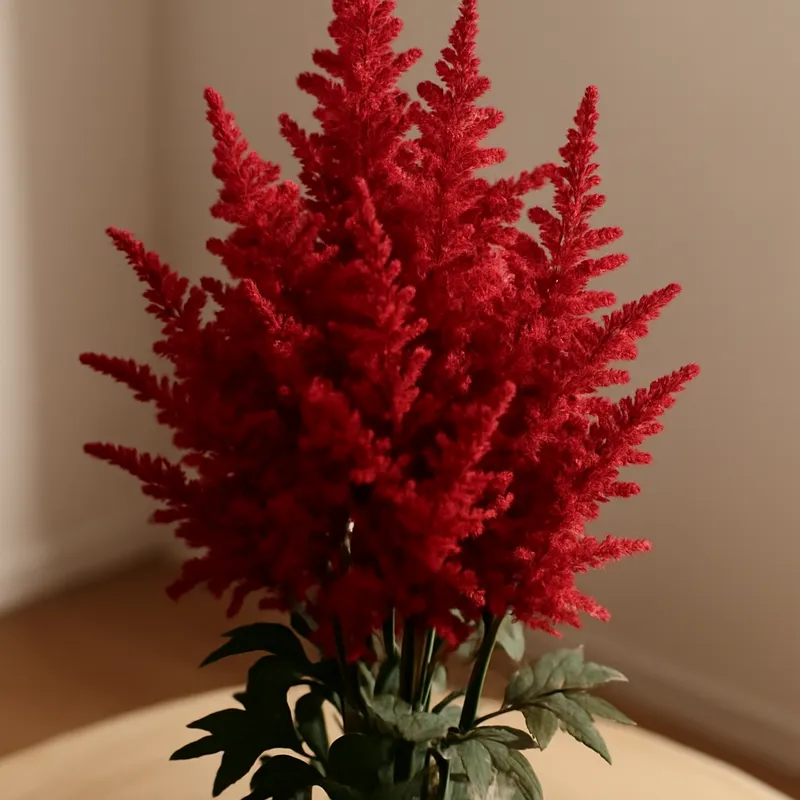 Astilbe - rot - Bild 3