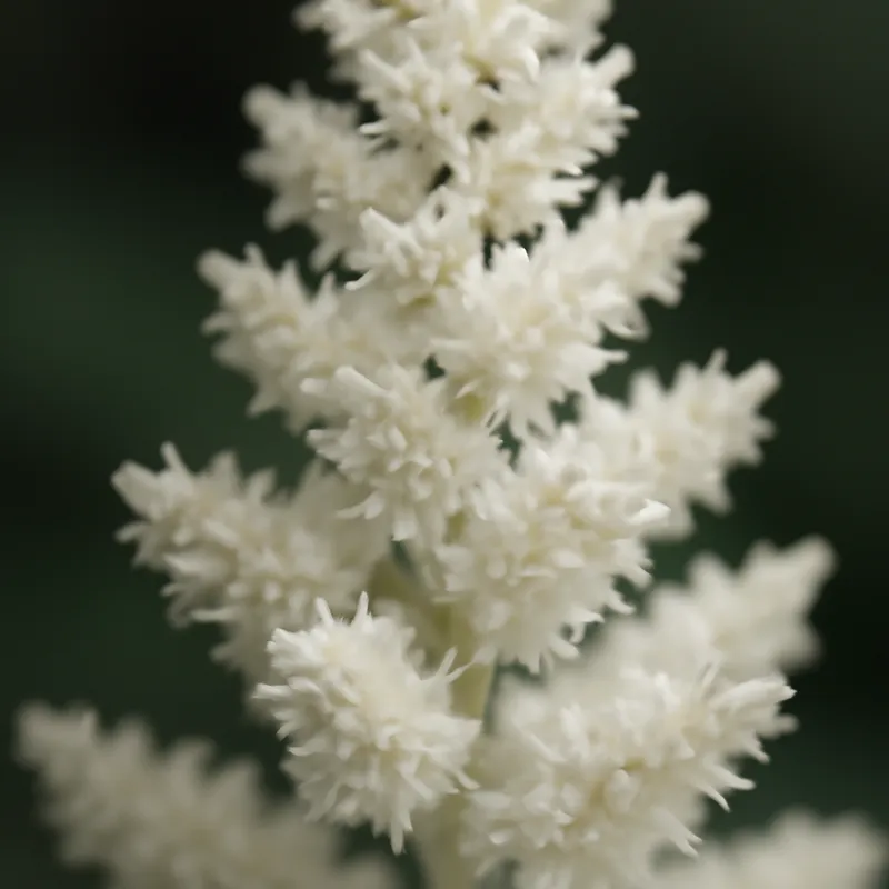 Astilbe - weiss - Bild 2