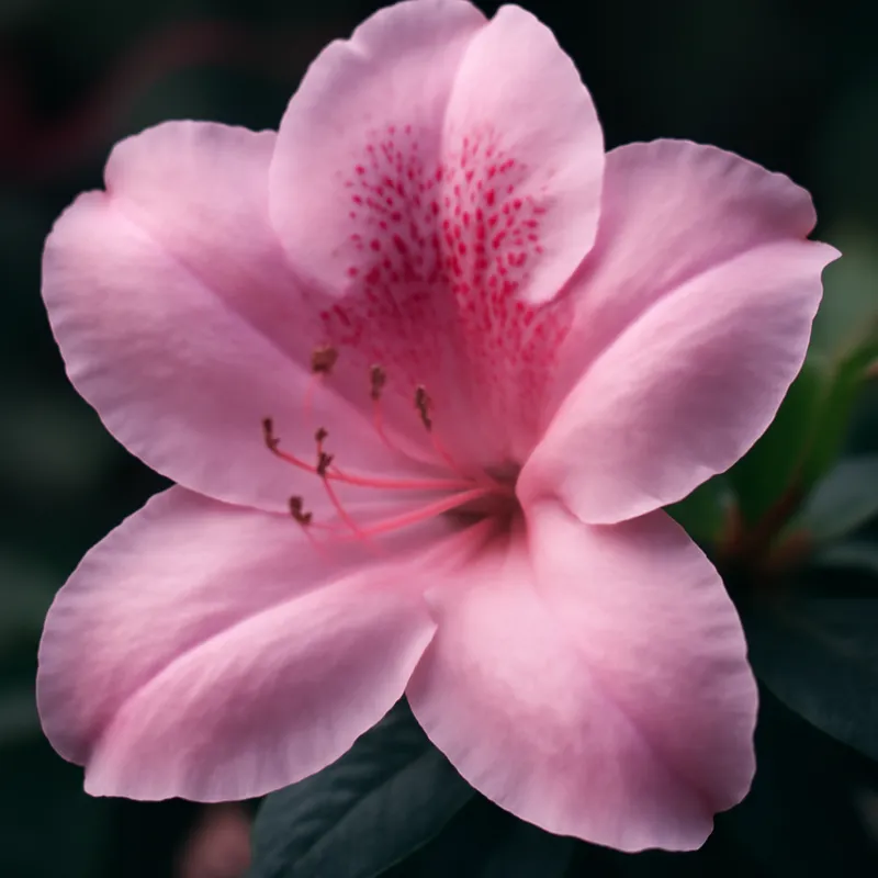 Azalee - rosa - Bild 2