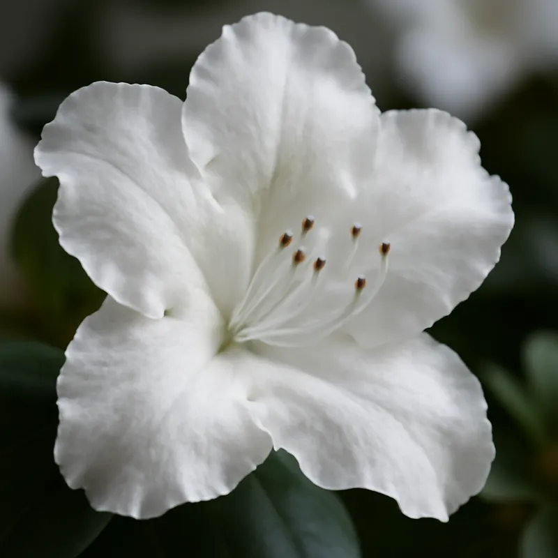 Azalee - Weiss - Bild 2