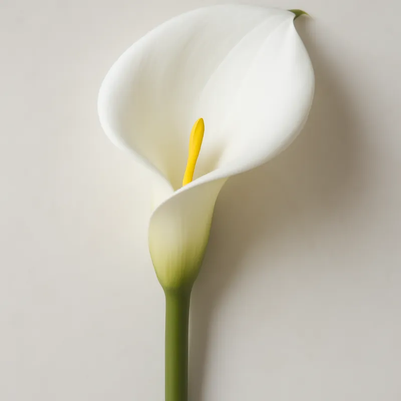 Calla - klassisch