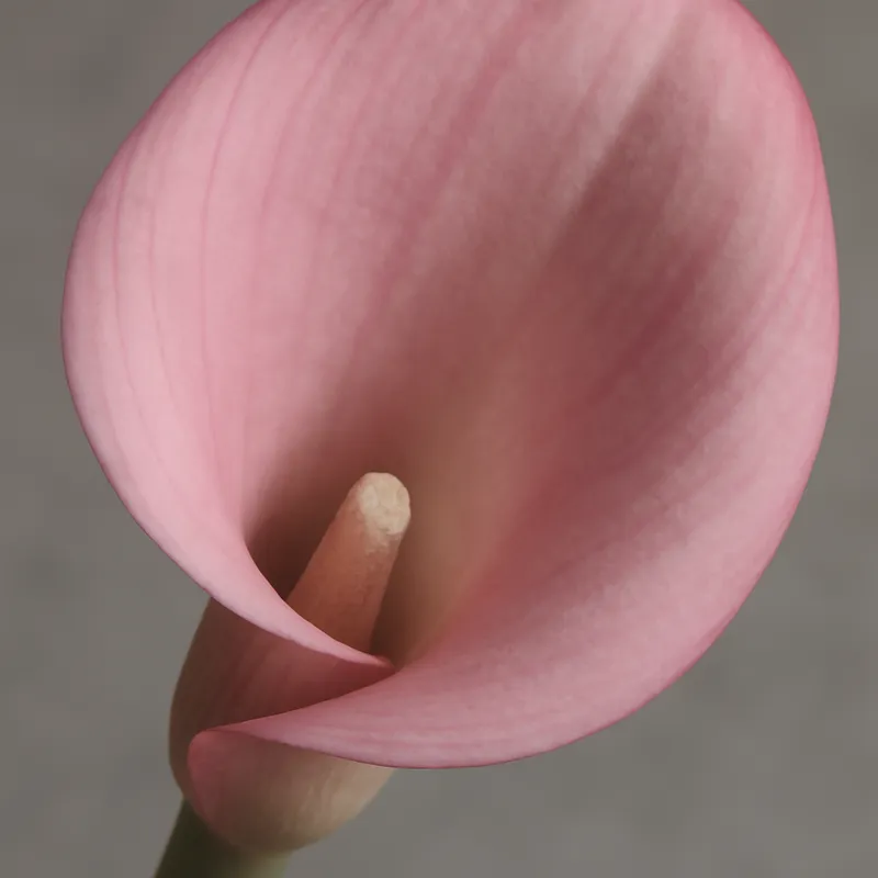 Calla - rosa - Bild 2