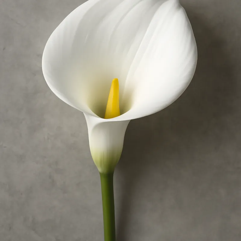 Calla - weiss