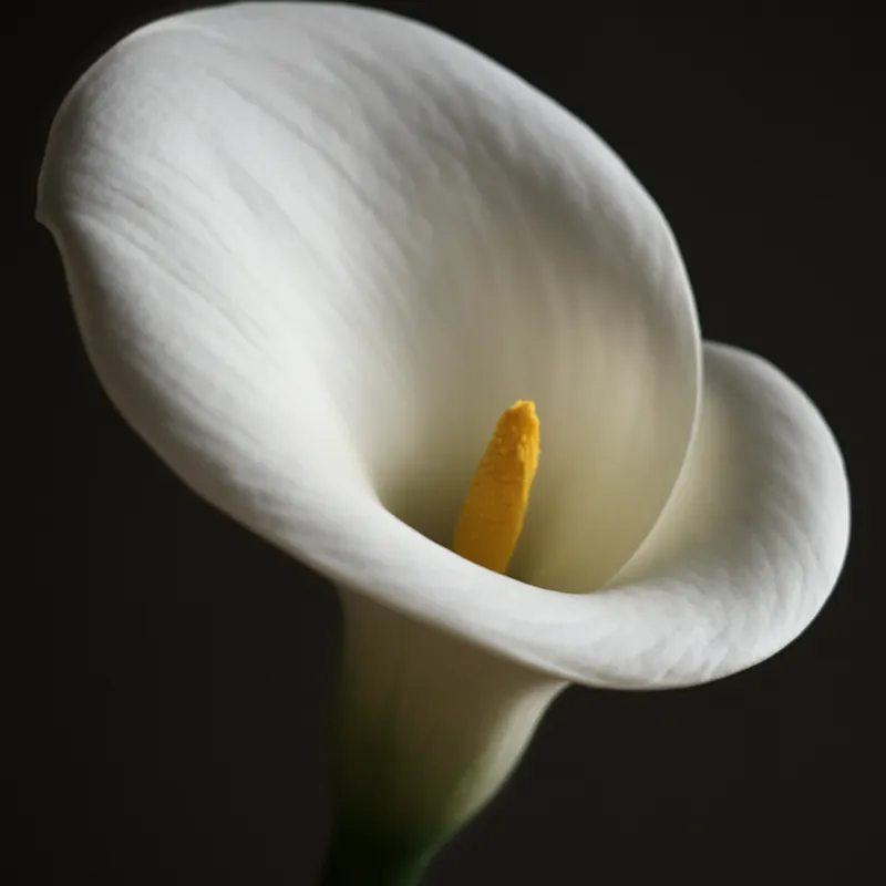 Calla - weiss - Bild 2