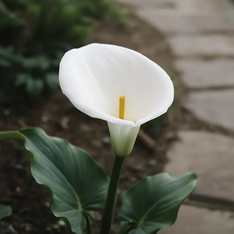 Calla - weiss - Bild 4
