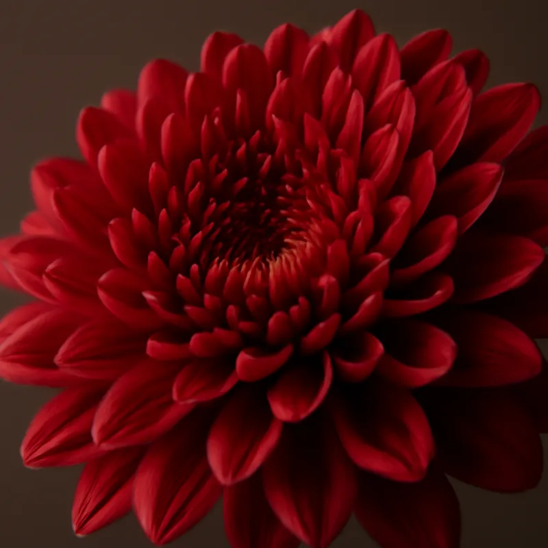 Chrysantheme - rot - Bild 2