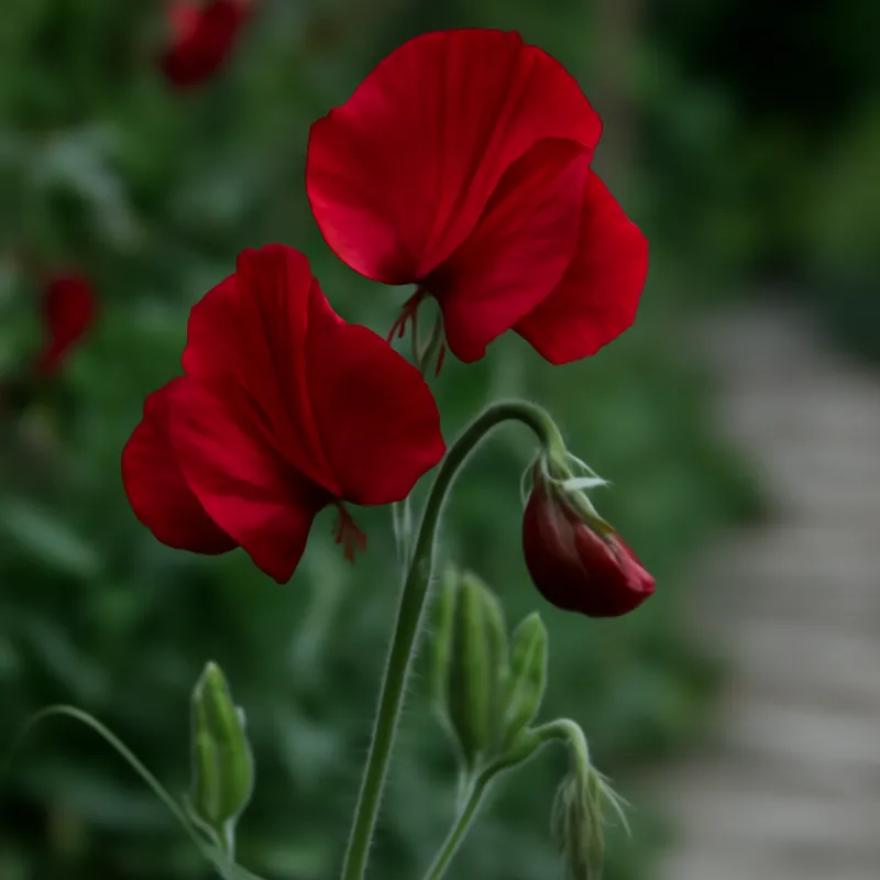Duftwicke - rot - Bild 4