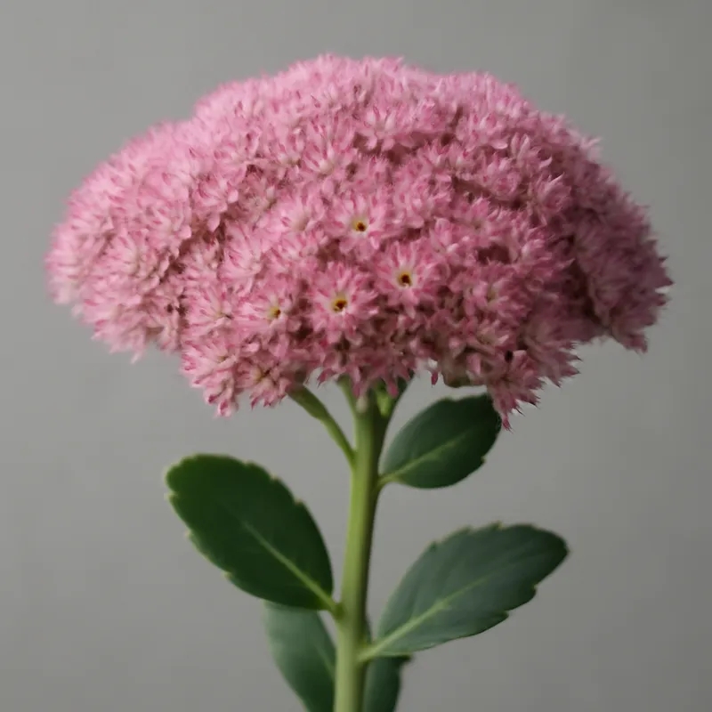 Fetthenne - rosa