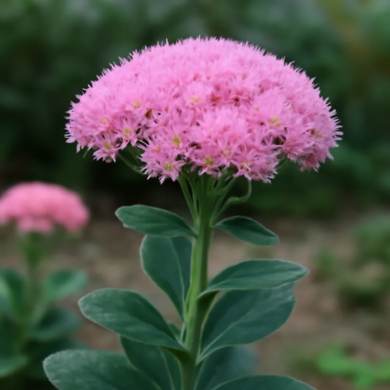 Fetthenne - rosa - Bild 4