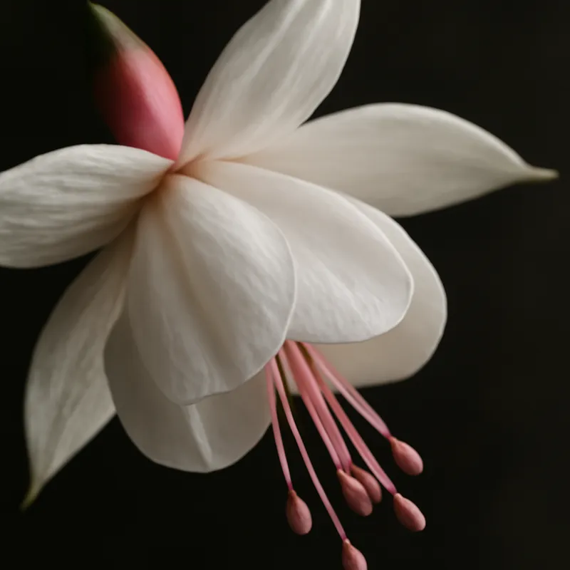 Fuchsie - Weiss - Bild 2