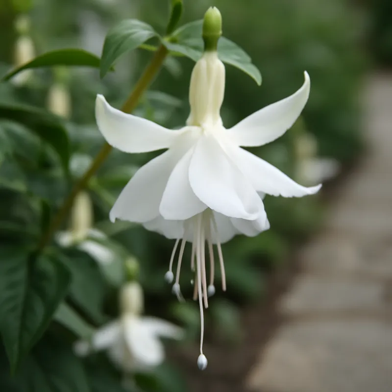 Fuchsie - Weiss - Bild 4