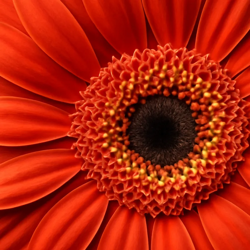 Gerbera - klassisch - Bild 2