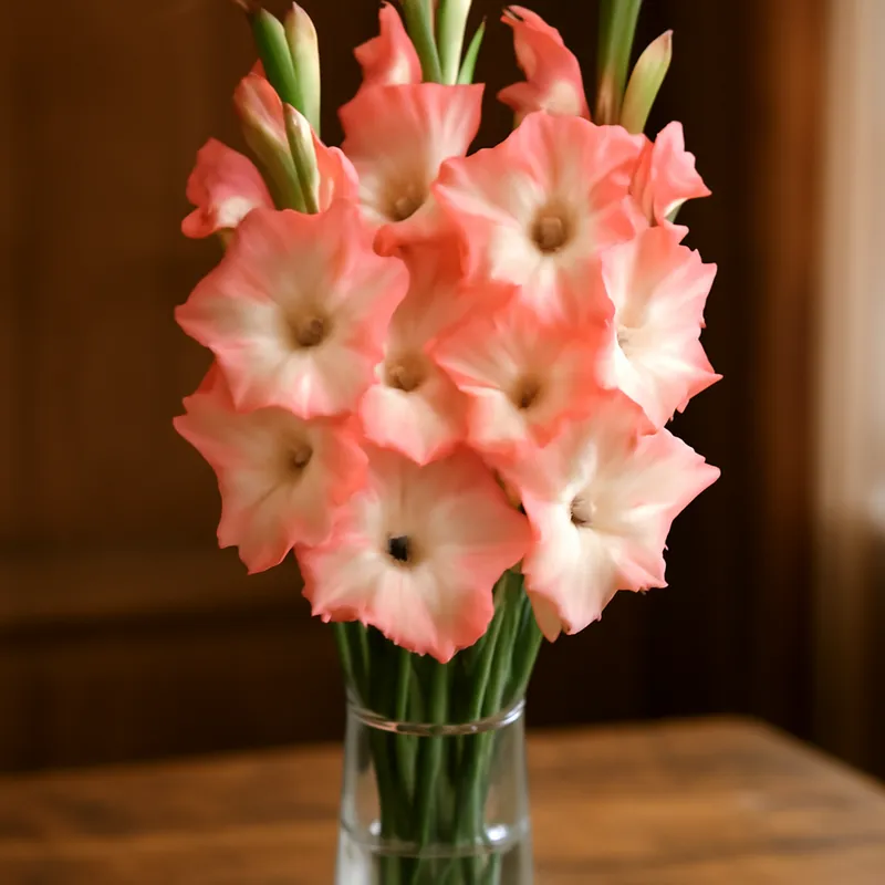 Gladiole - klassisch - Bild 3