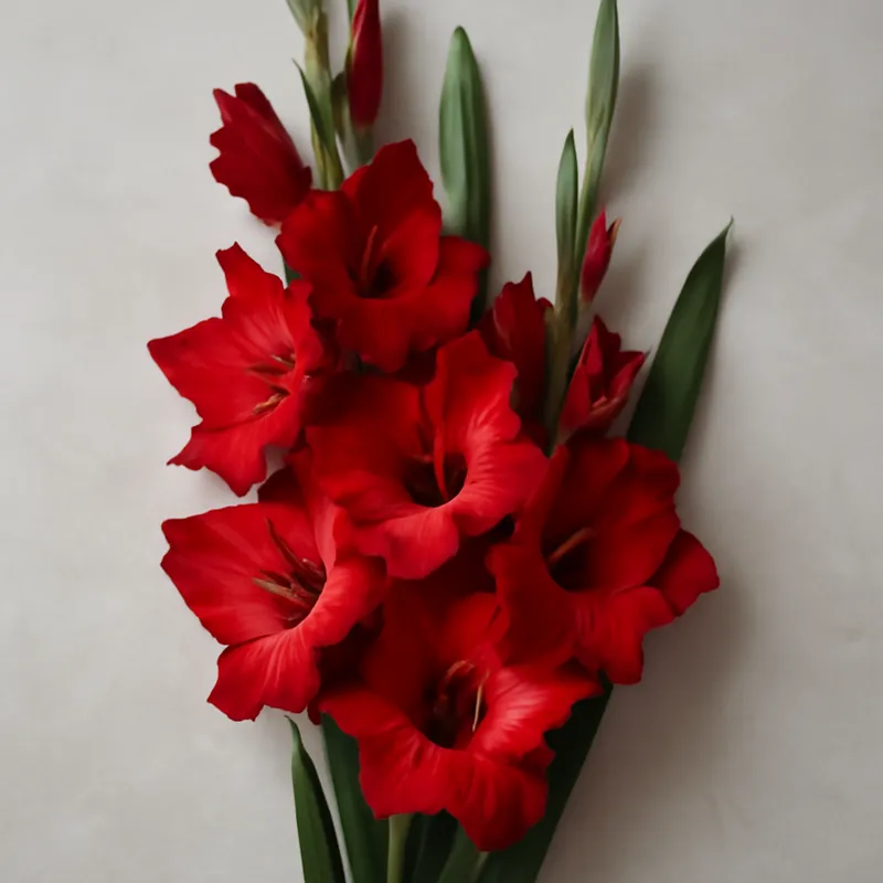 Gladiole - rot - Bild 3