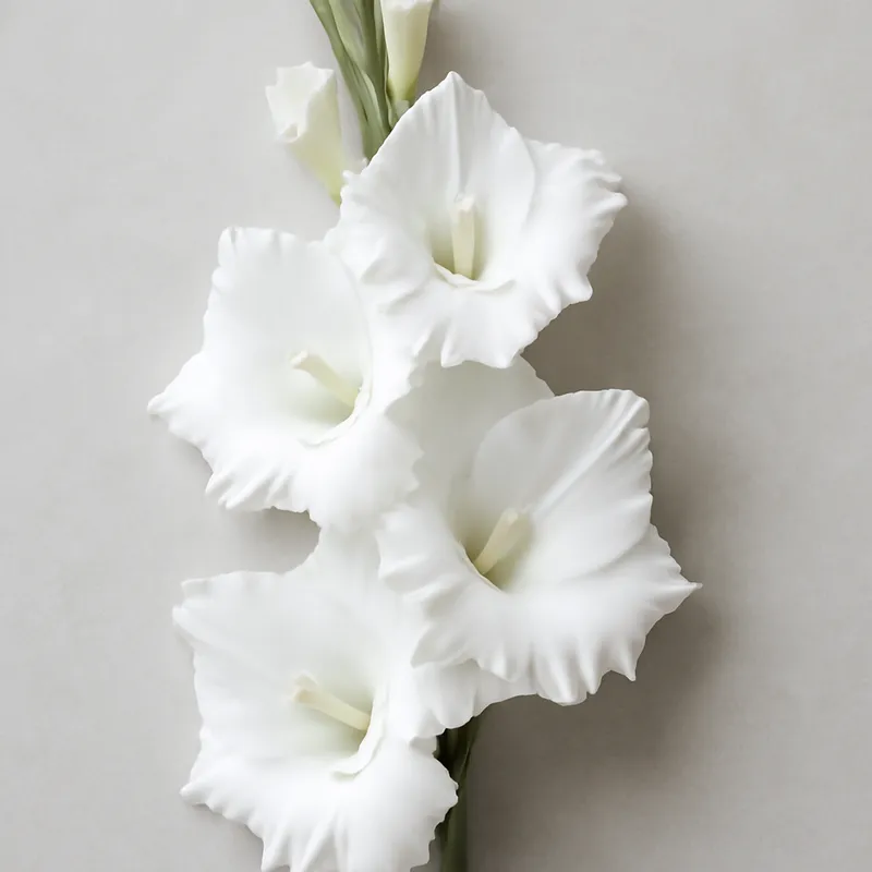 Gladiole - weiss