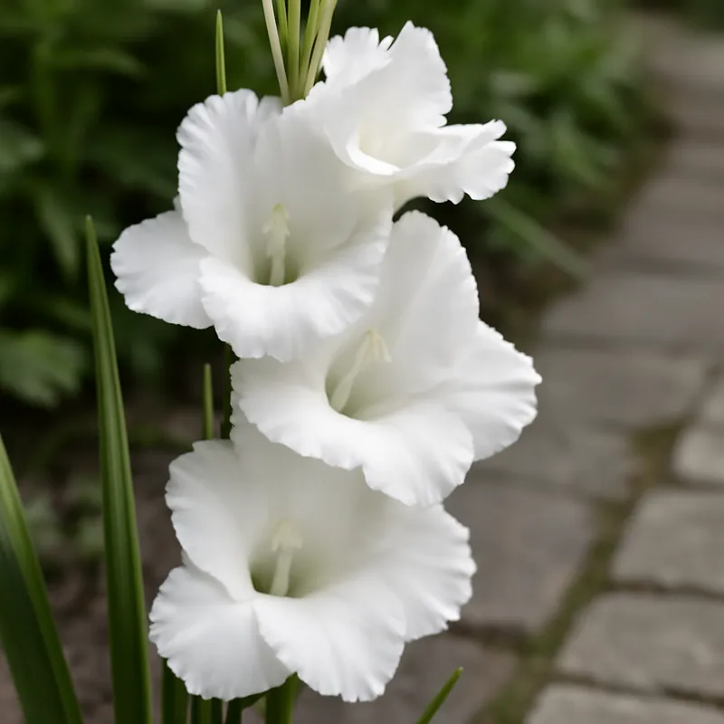 Gladiole - weiss - Bild 4