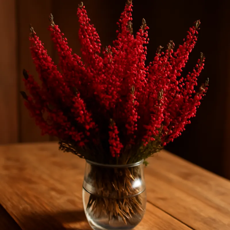 Heidekraut - rot - Bild 3