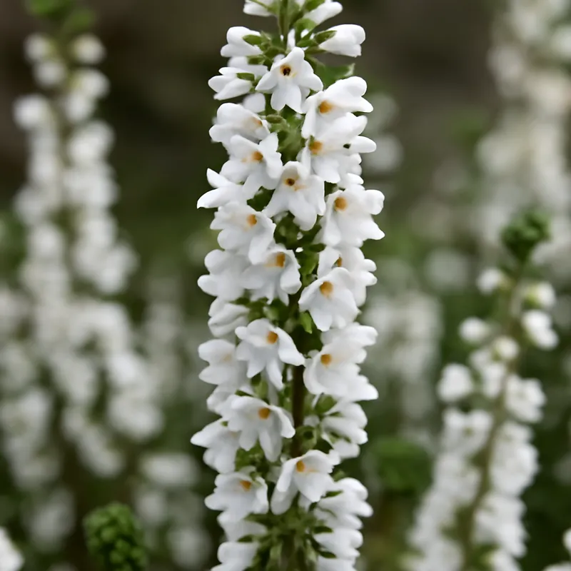 Heidekraut - weiss - Bild 4