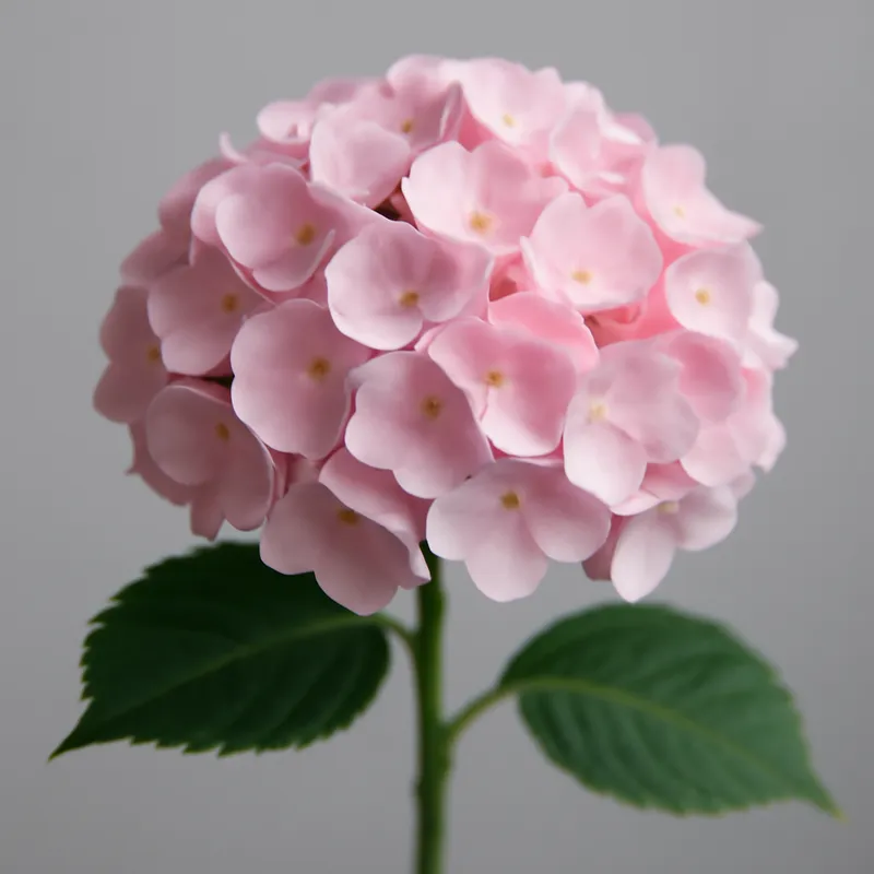 Hortensie - rosa