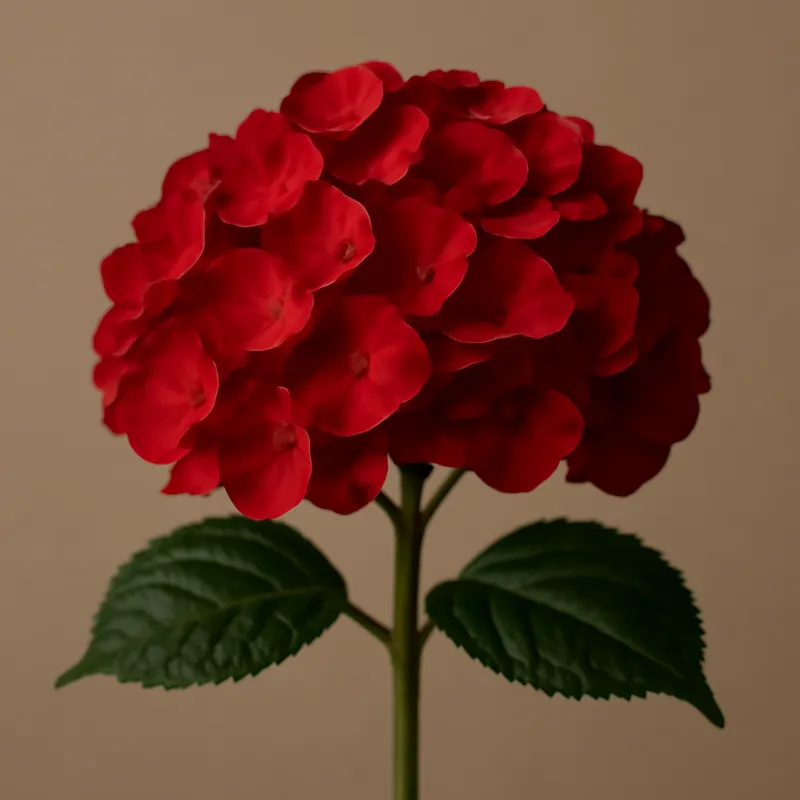 Hortensie - rot