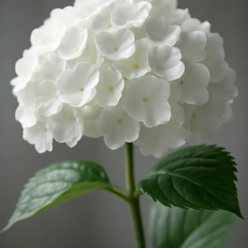 Hortensie - weiss