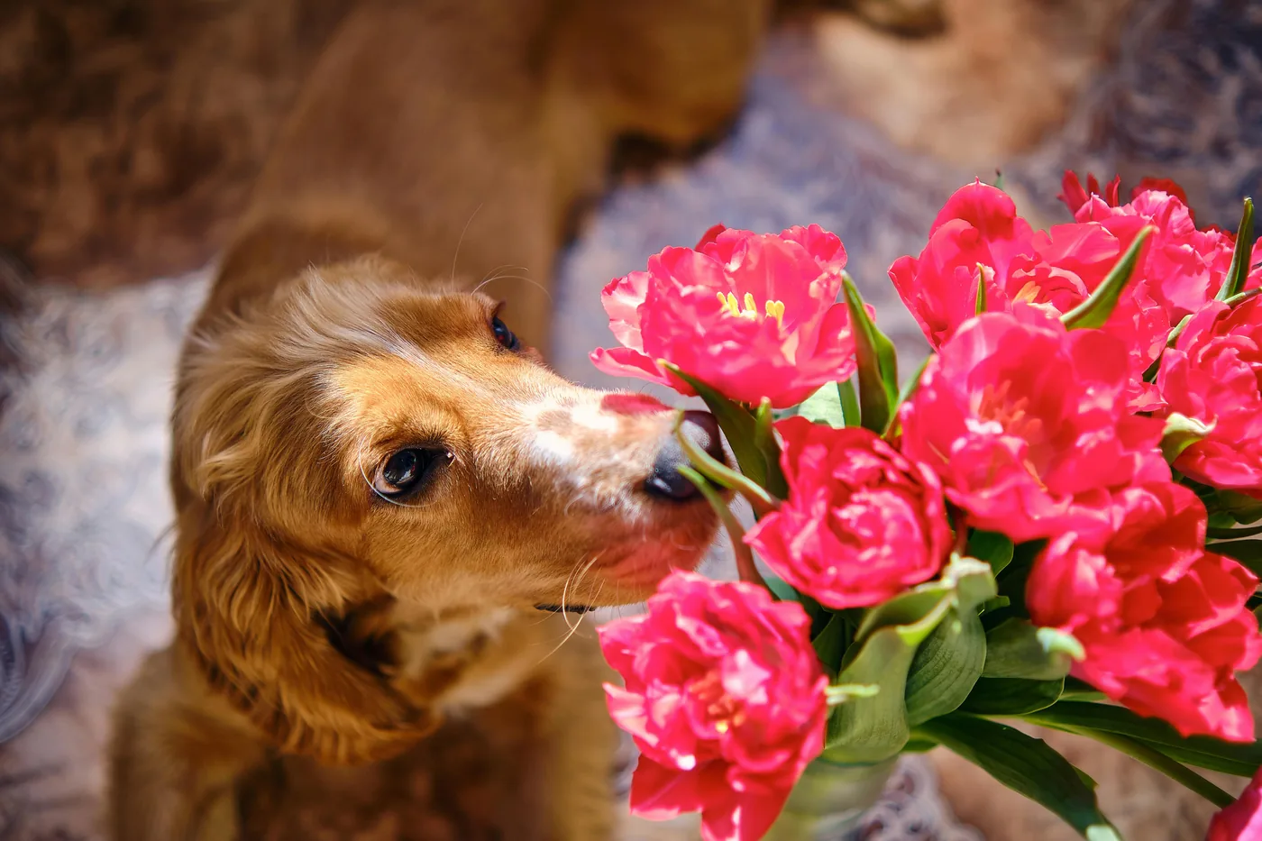 Golden Retriever schnüffelt neugierig an einem Strauss roter Tulpen in der Stube, Tulpen können Magenbeschwerden beim Hund verursachen