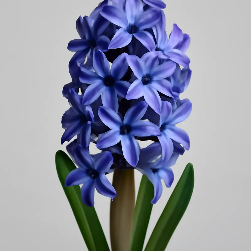 Hyazinthe - duftende Frühlingsblume