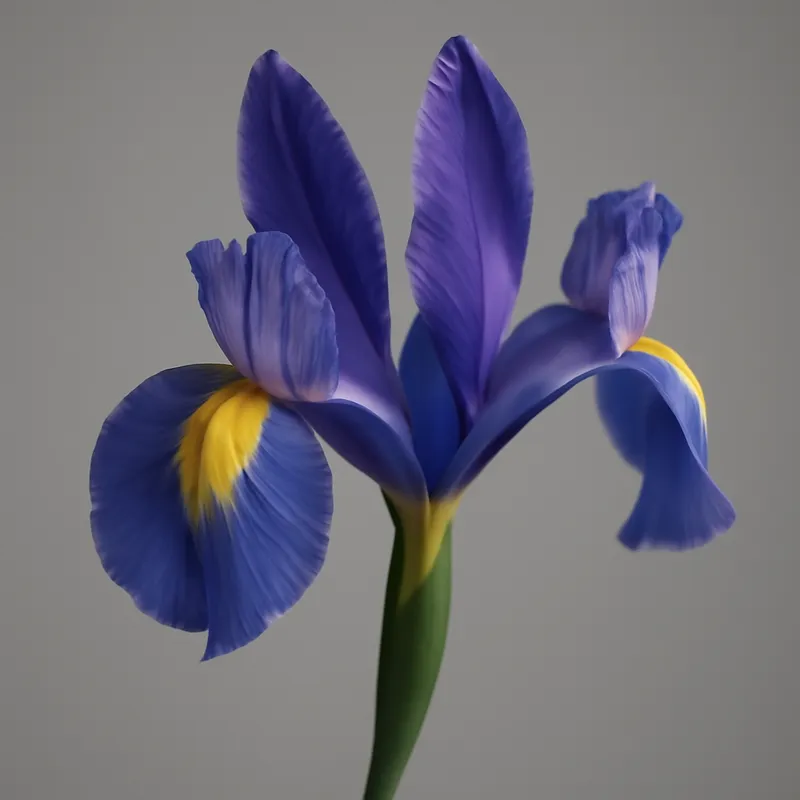 Iris - königliche Blume in Blau und Lila