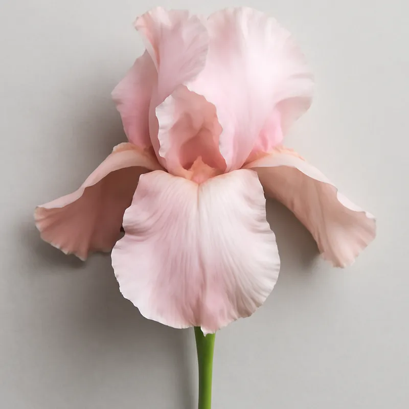 Iris - rosa
