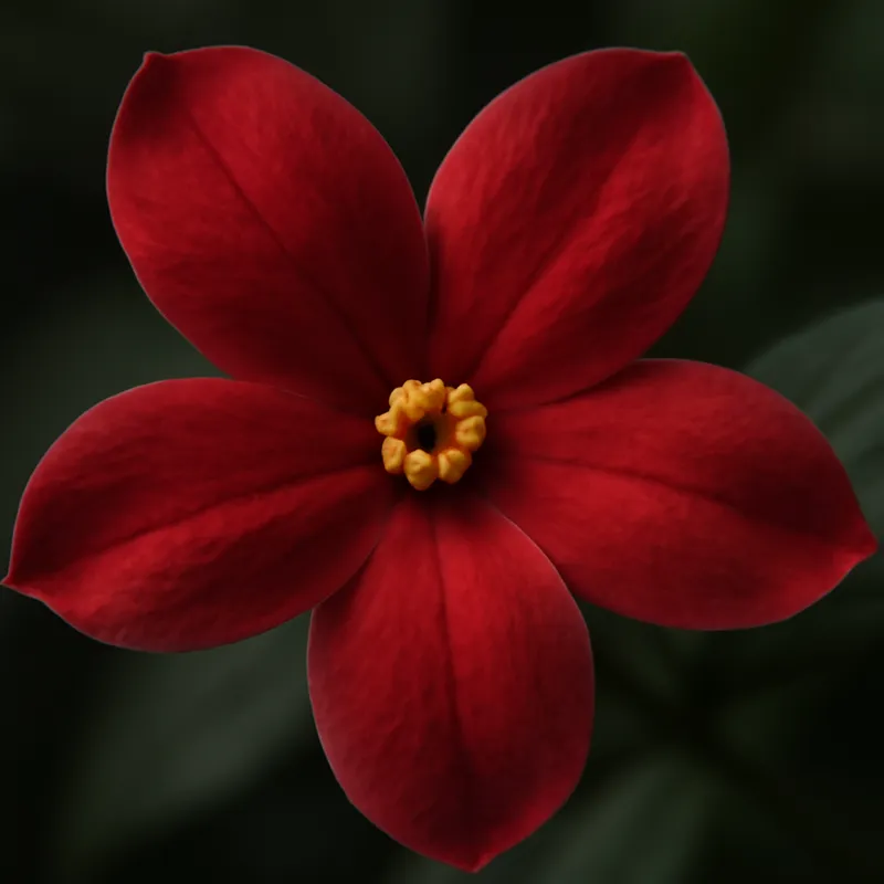Jasmin - rot - Bild 2