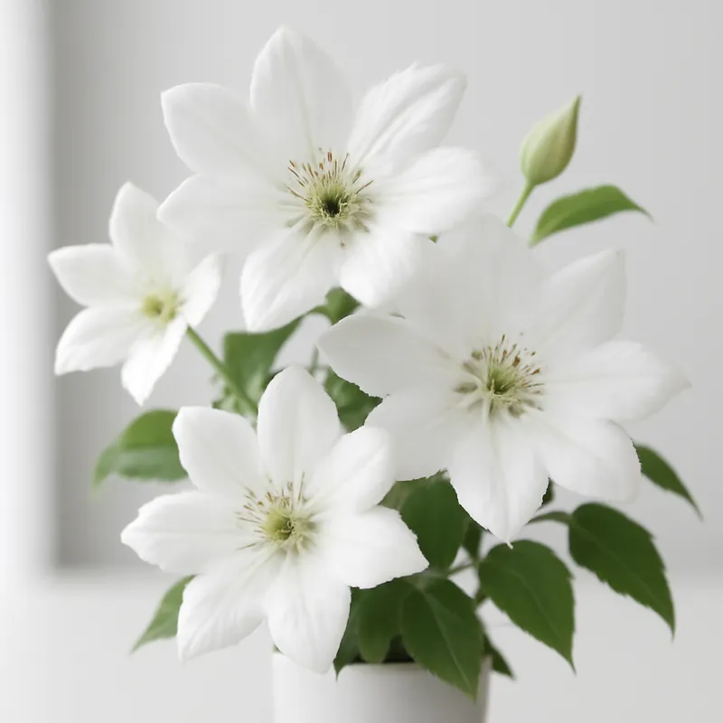 Klematis - Weiss - Bild 3