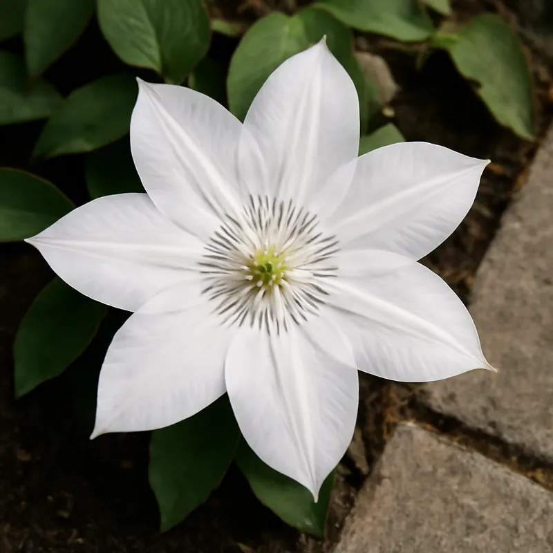 Klematis - Weiss - Bild 4