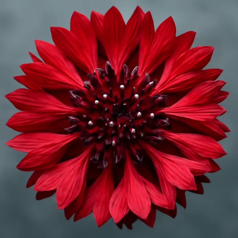 Kornblume - rot - Bild 2