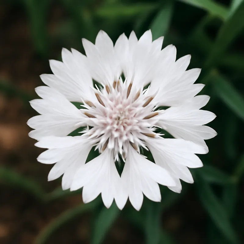 Kornblume - weiss - Bild 4