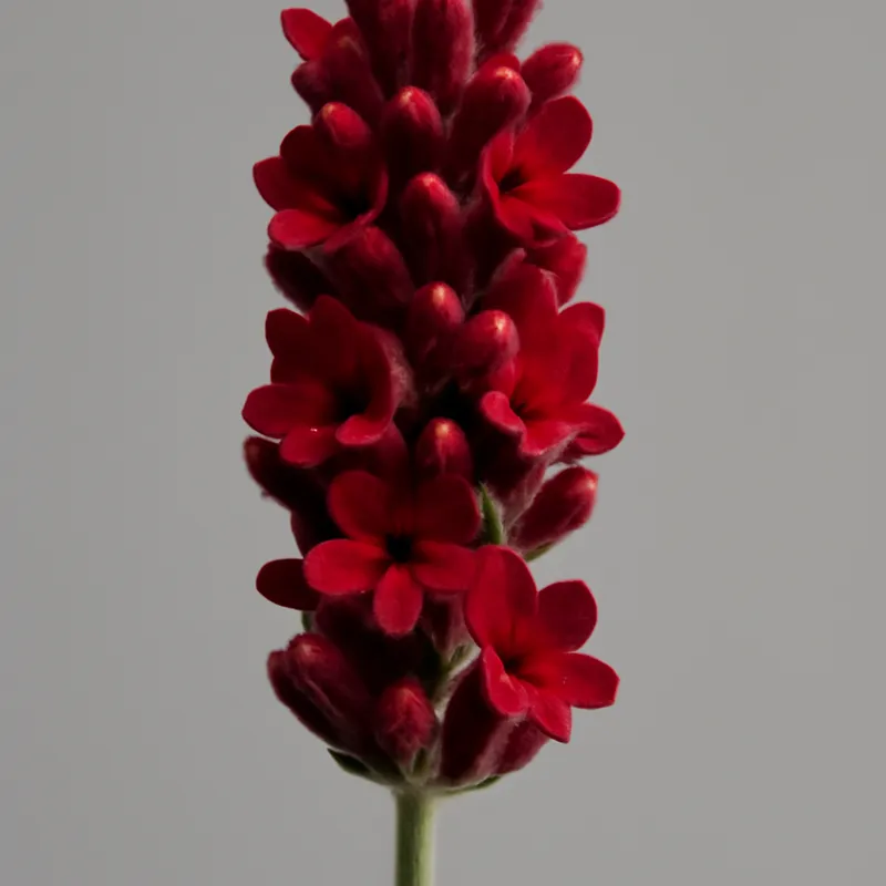 Lavendel - rot